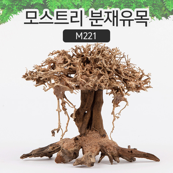 모스트리 분재유목(M) [ M221 ]