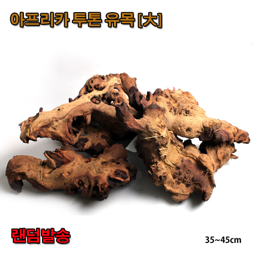 [랜덤발송] 아프리카 투톤유목 [大] 약 35~45cm