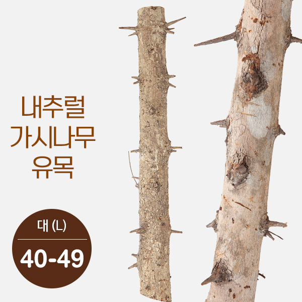내추럴 가시나무 가지유목 (대) 40-49