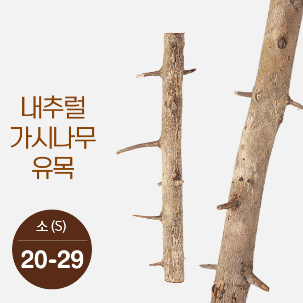내추럴 가시나무 가지유목 (소) 20-29