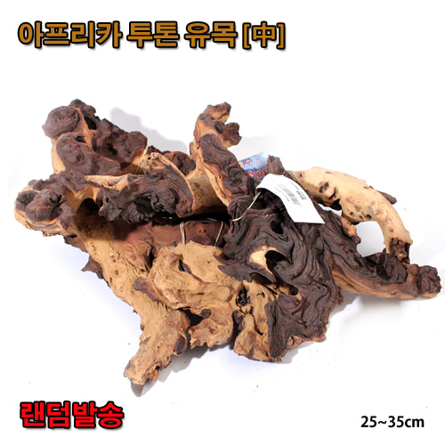 [랜덤발송] 아프리카 투톤유목 [中] 약 25~35cm
